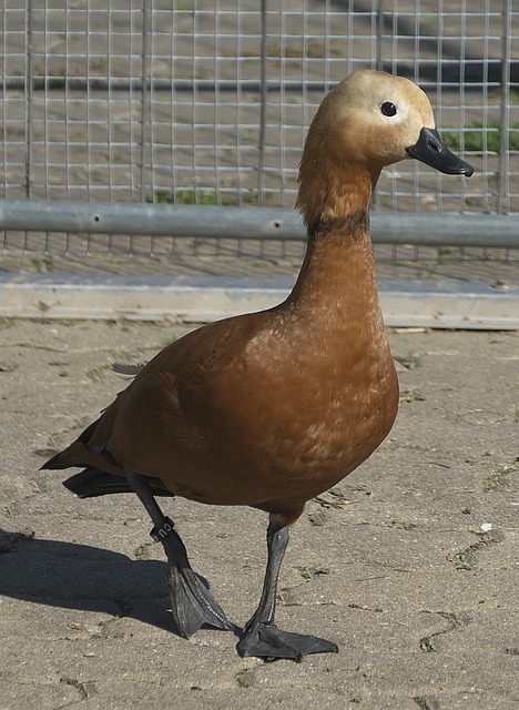 獨(dú)特而有價(jià)